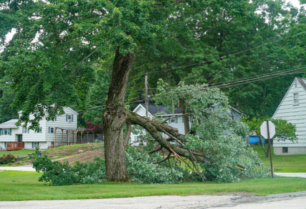 Best Tree Care Services  in Shallowater, TX